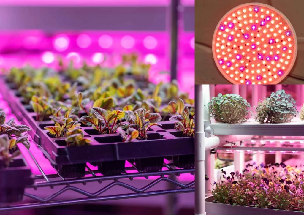 Indoor Hydroponic Garden