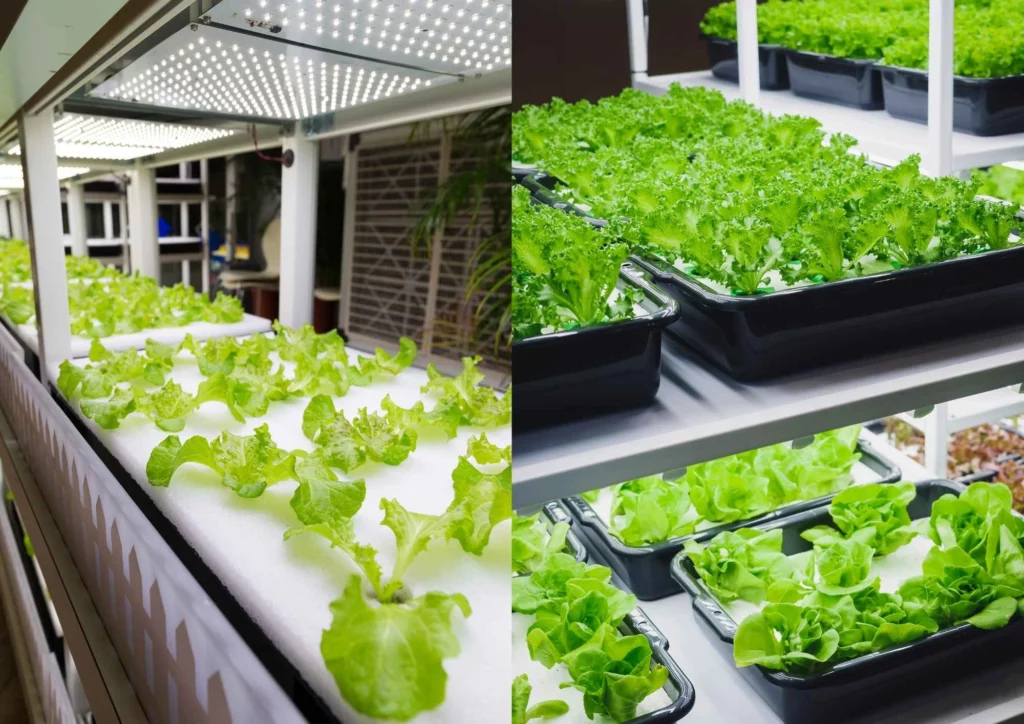 Indoor Hydroponic Garden