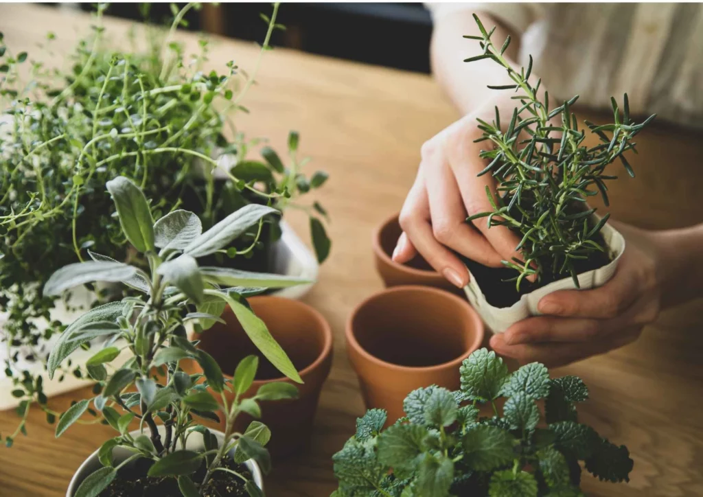 Indoor Winter Garden