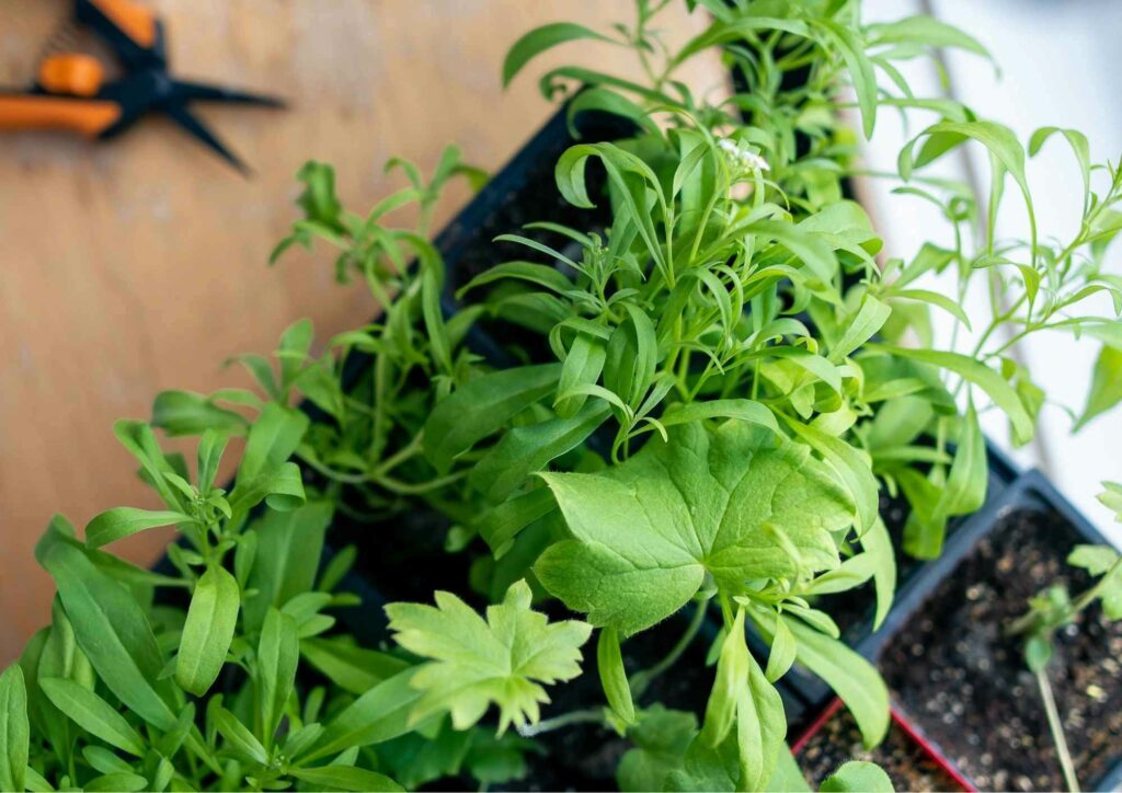 Indoor Winter Garden