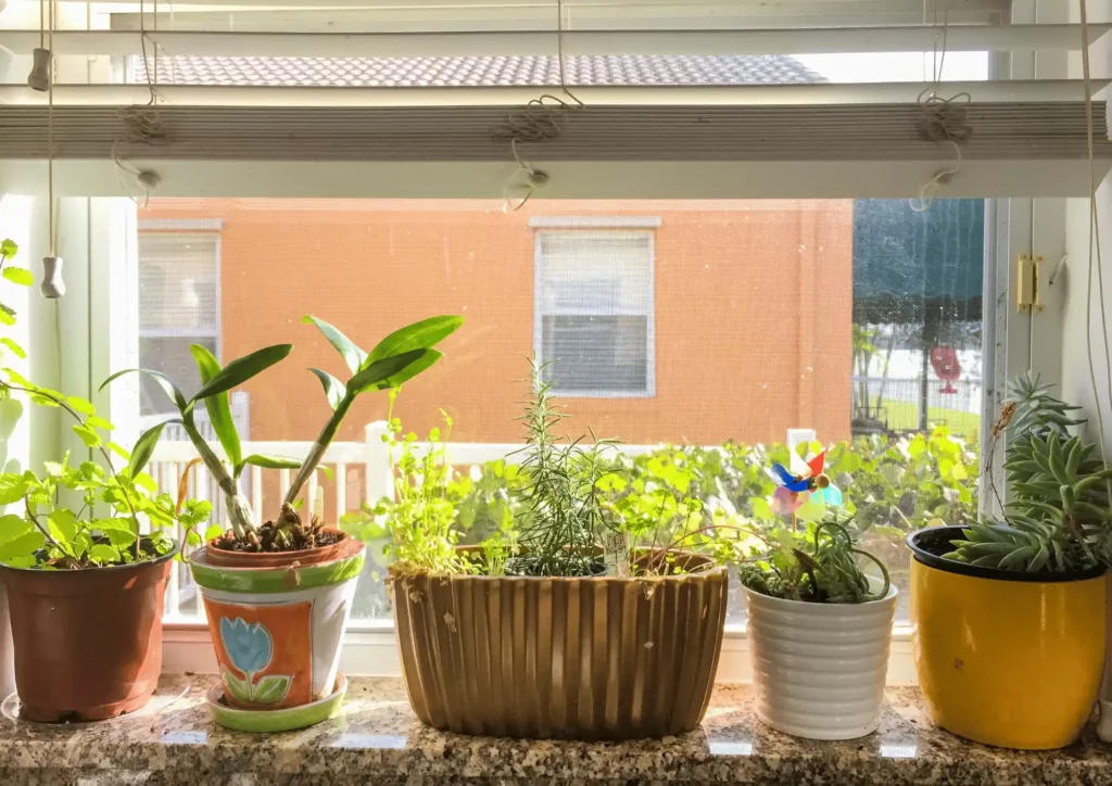 Indoor Winter Garden