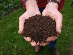 Peat Free Compost