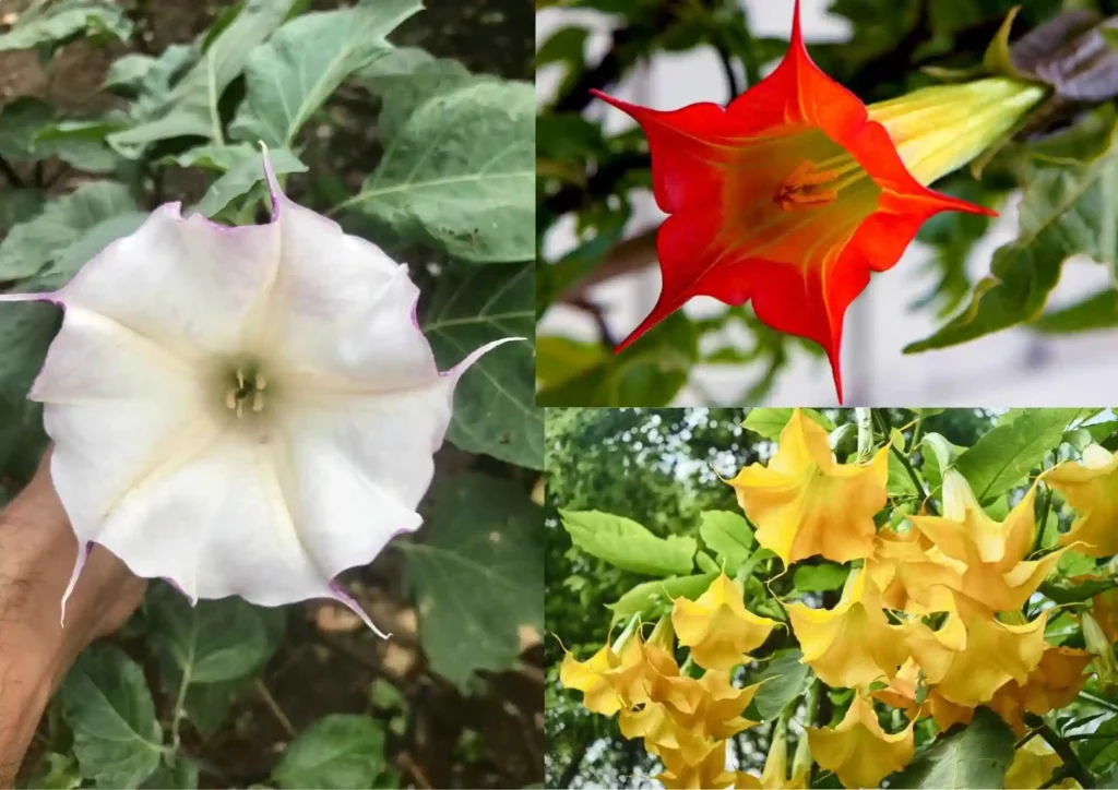 Planting Datura