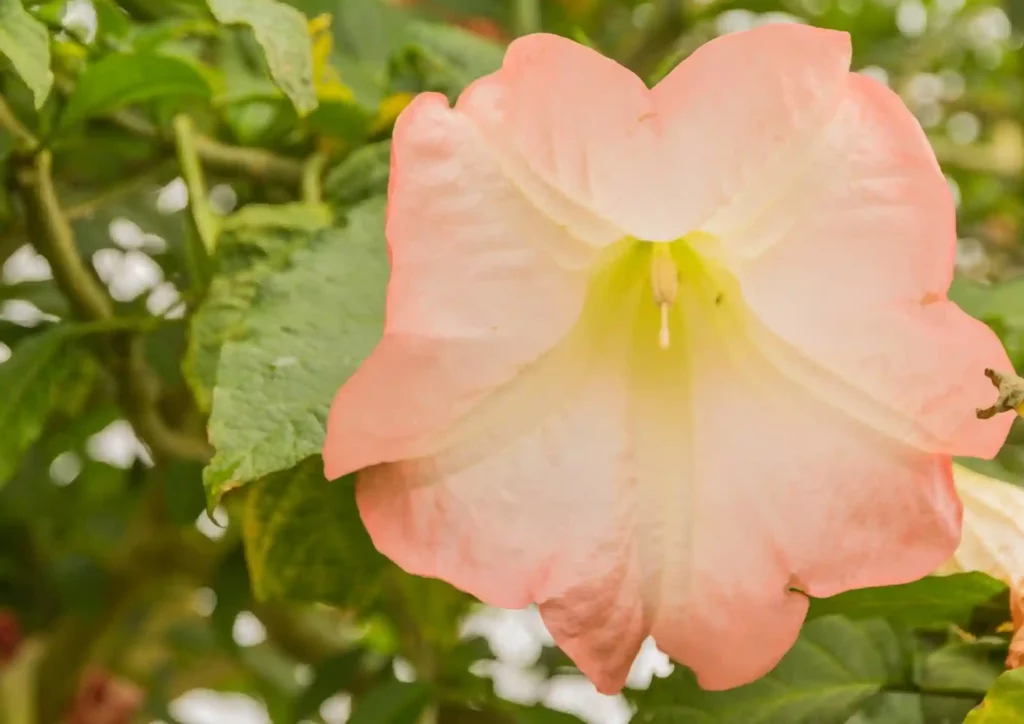 Planting Datura