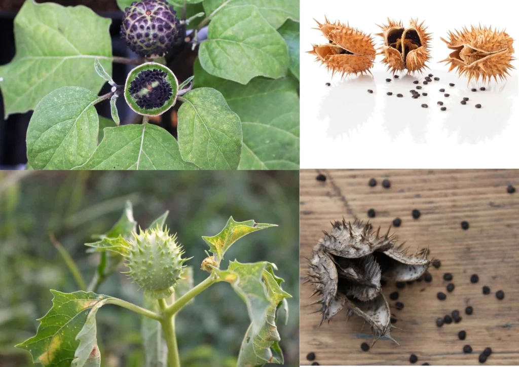 datura from seed