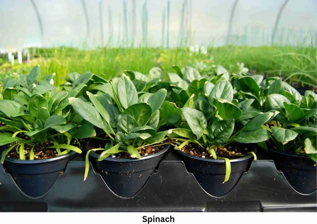 Growing Spinach Indoors , Grow Spinach Indoors