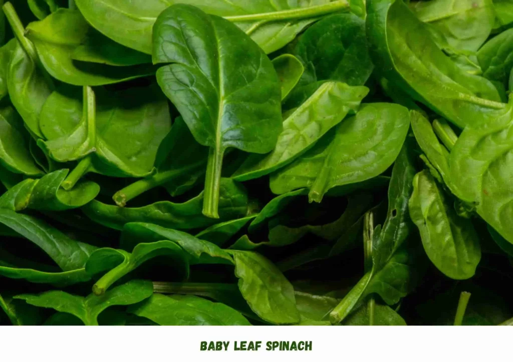 Baby Leaf Spinach , Baby Spinach , Growing Spinach Indoors