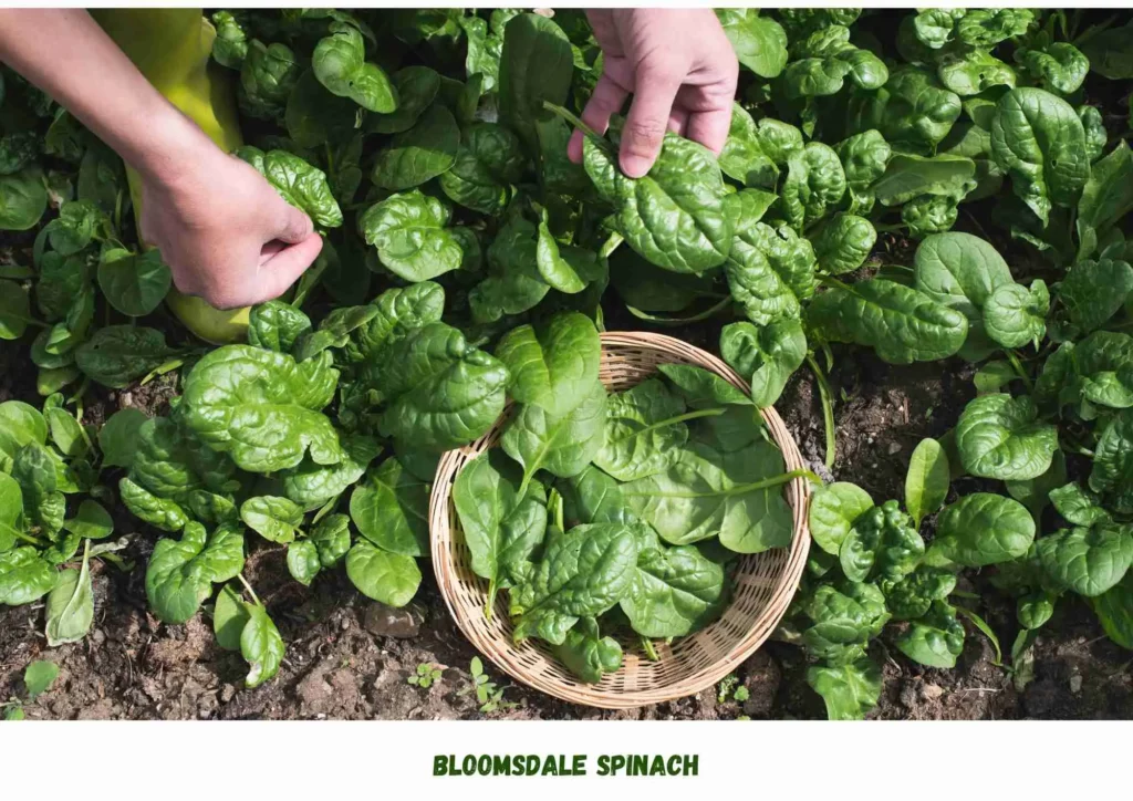 Bloomsdale Spinach , Grow Spinach Indoors