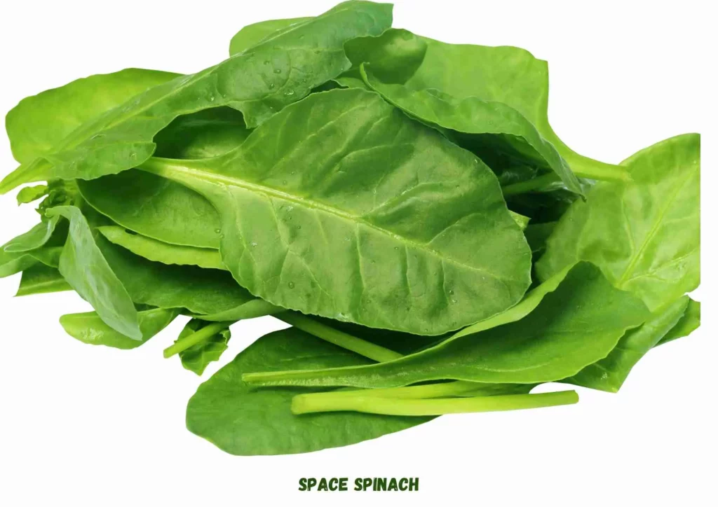 Grow Spinach Indoors , space spinach 