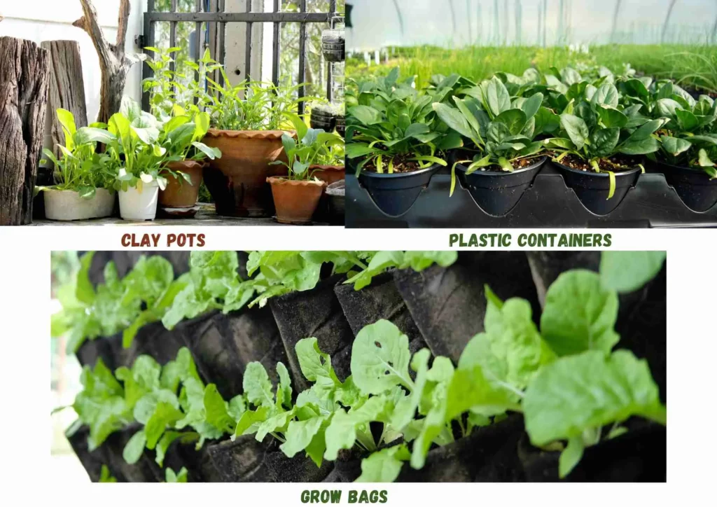 best containers for growing spinach