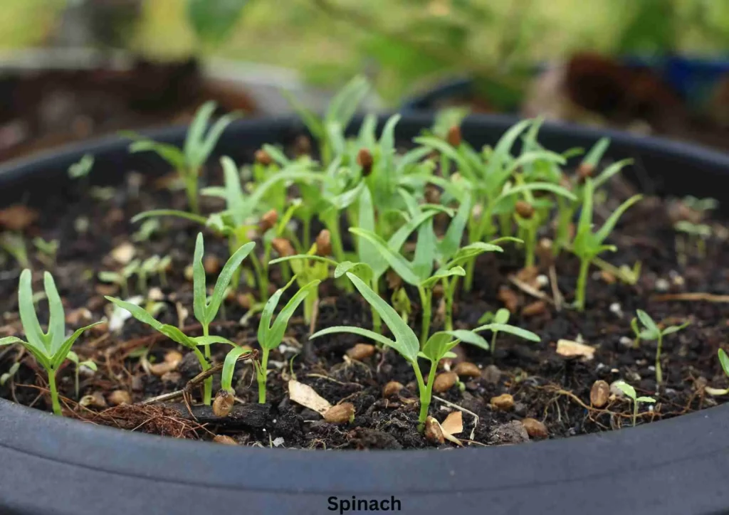 Grow Spinach Indoors