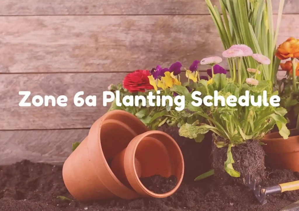 Zone 6a Planting Schedule