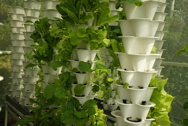 vertical garden , urban farming