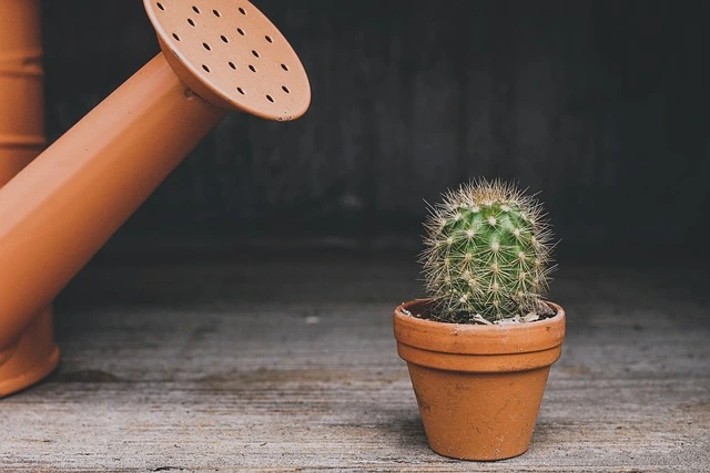 Pot size for Succulents and Cacti