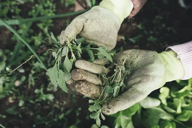 Garden Gloves