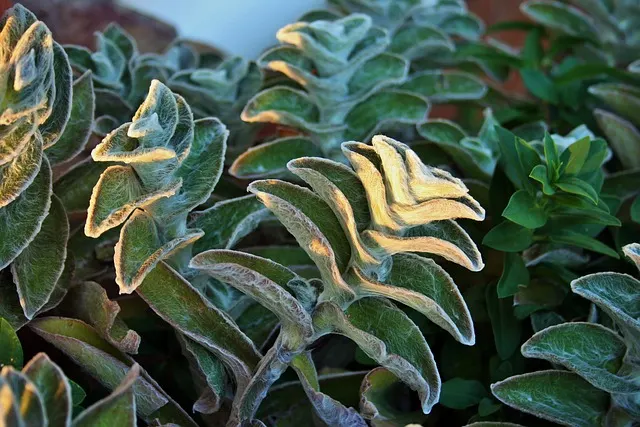 drought-tolerant ground cover plants