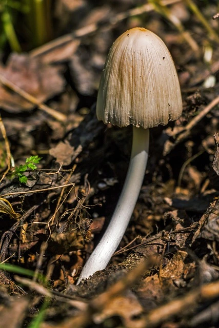 Mushroom Compost