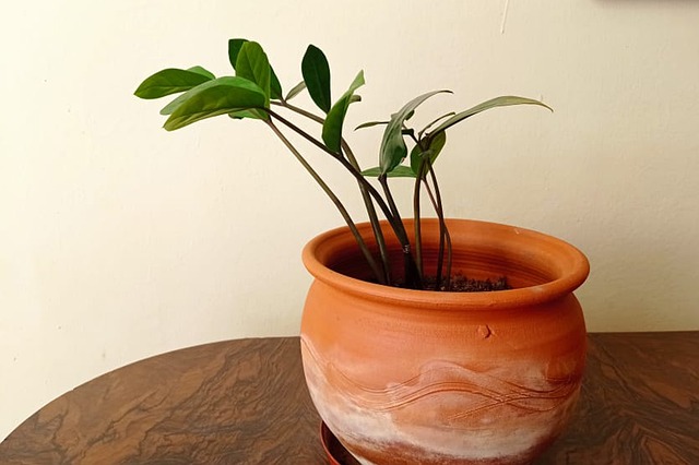 ceramic pots , large pots , indoor gardening