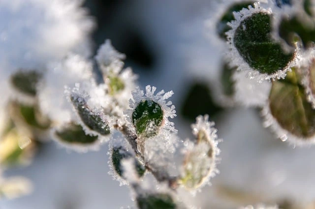 cold-hardy plants , urban garden