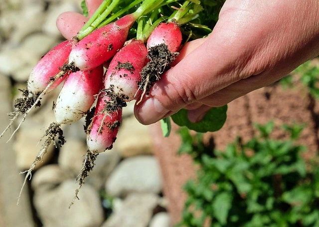 grow vegetables indoors , indoor vegetable growing