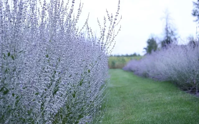 top drought-tolerant shrubs for privacy