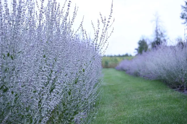 top drought-tolerant shrubs for privacy