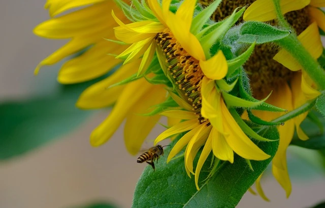 Sunflower Seed