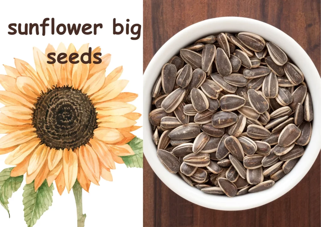 Sunflower Big Seeds