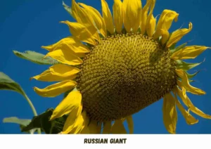 Sunflower Big Seeds