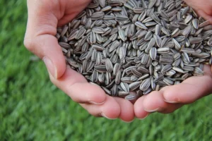 Harvesting Sunflower Seeds 