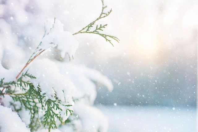 Cold plants , snow garden