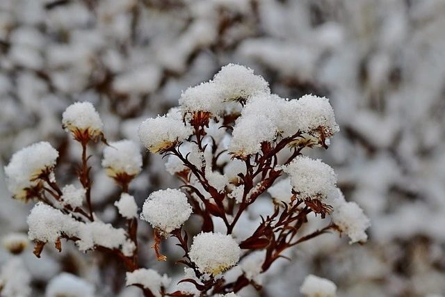 Cold-Hardy Flowers , Cold-Hardy plants