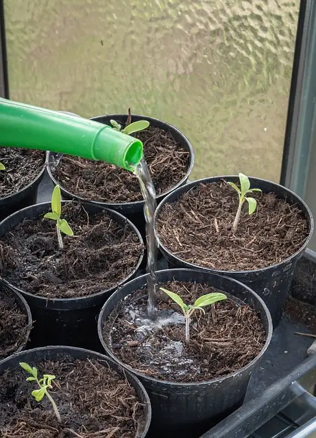 water container plants deeply , watering container plants 