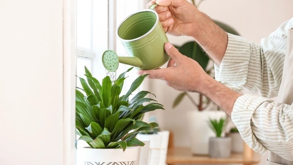 Watering indoor plants 