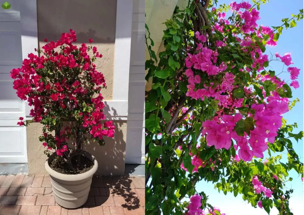 Bougainvillea in gardens , Bougainvillea in containers