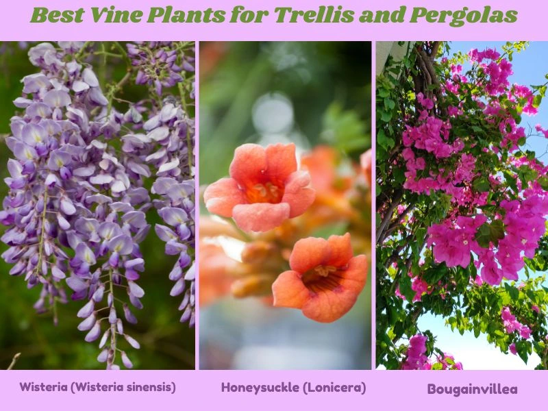 Vine Plants