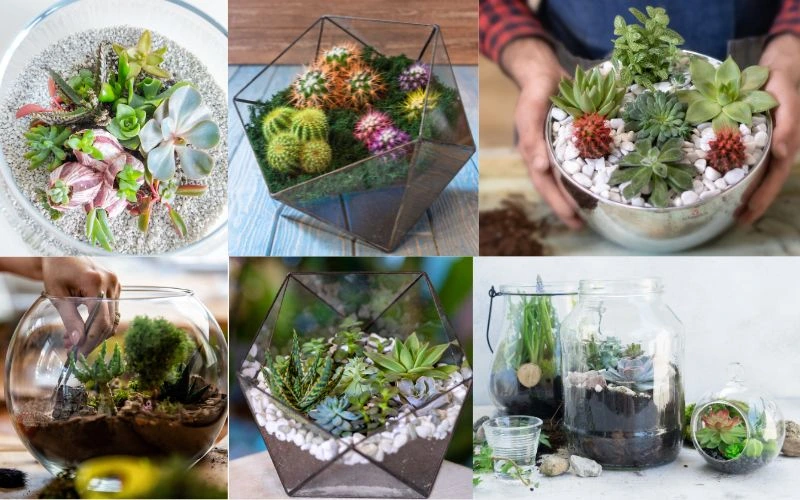 Succulent Terrarium