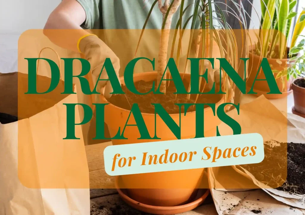 Dracaena Plants