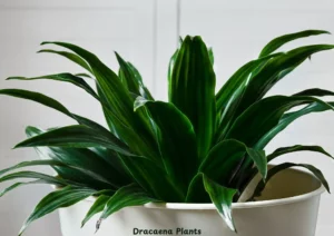 Dracaena Plants