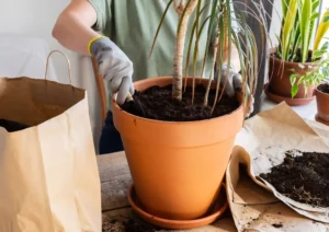 Dracaena Plants