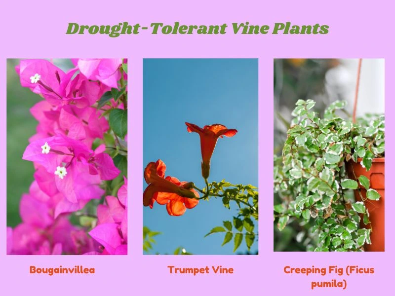 Vine Plants