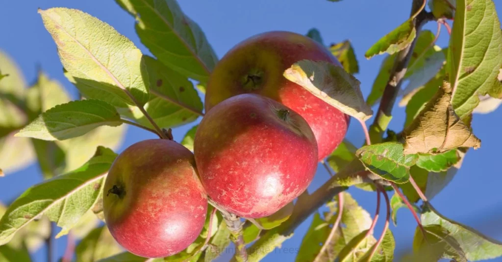 Apple Tree Pruning