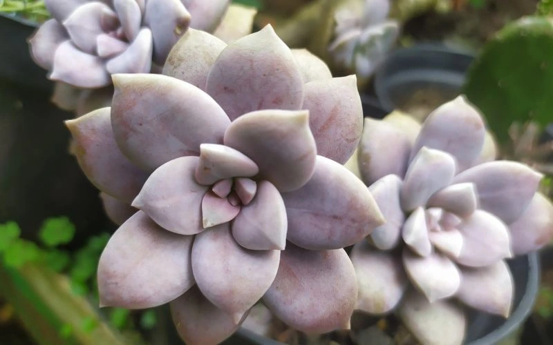 Purple Succulents