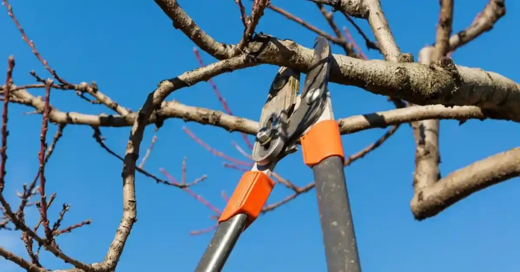 Japanese Acer pruning techniques