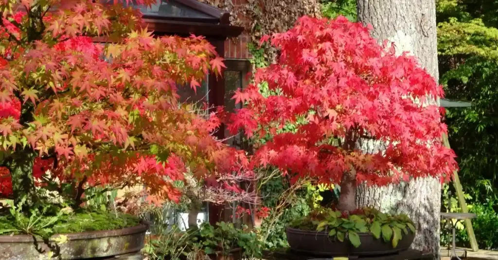 Japanese Acer pruning , pruning acer palmatum