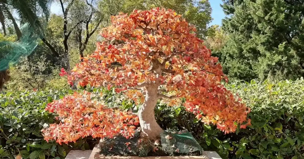 Japanese Acer Trees