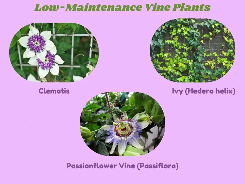 Vine Plants