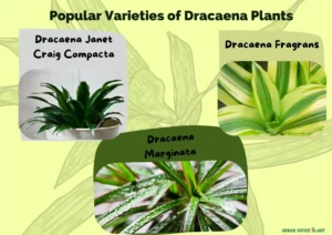 Dracaena Plants