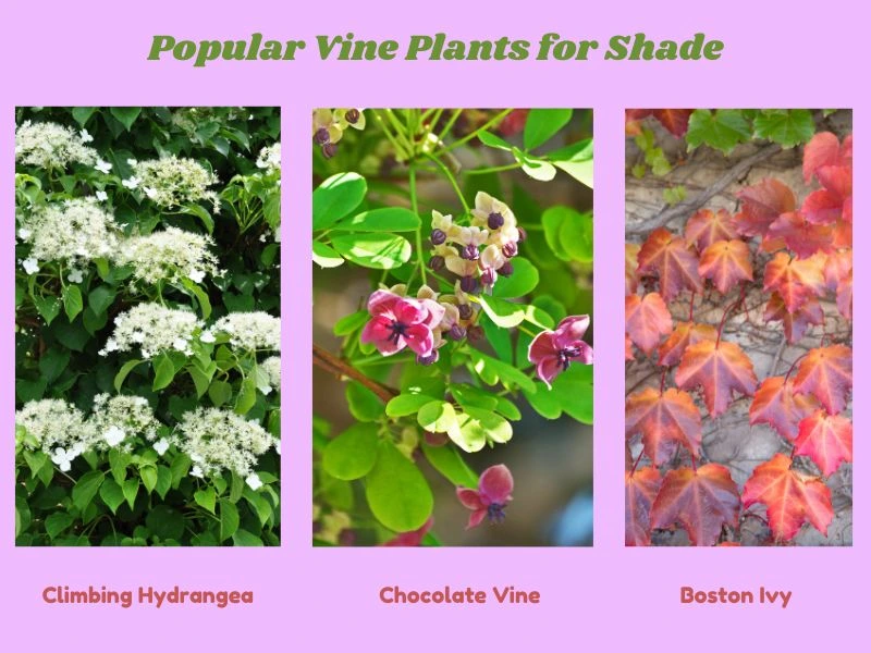 Vine Plants