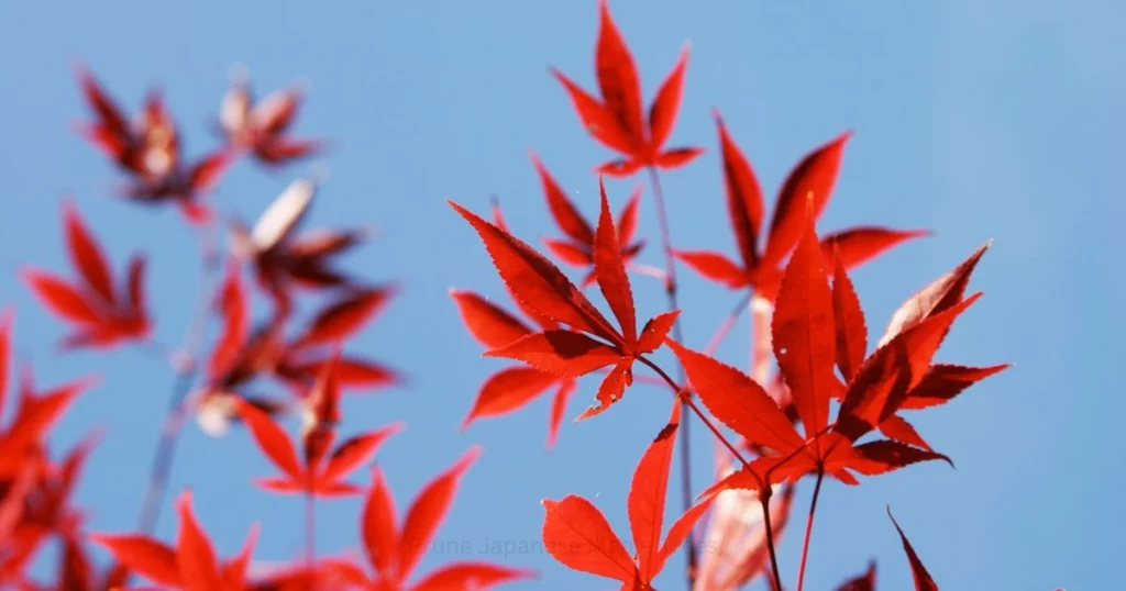 Pruning Japanese Maple